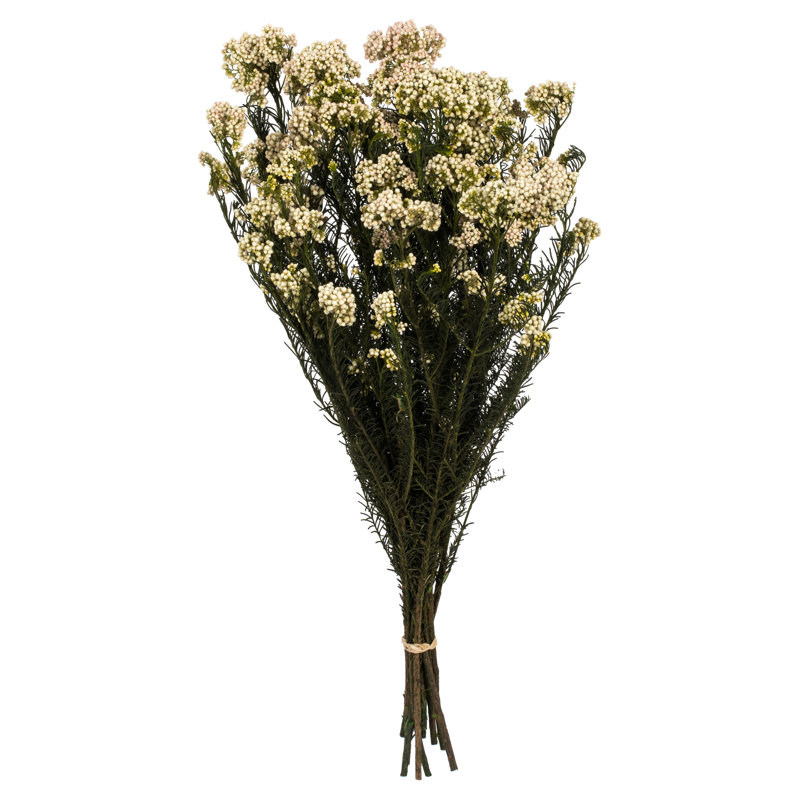 Fleur de riz entièrement naturelle 16 po, conservée 4,25 oz, Rosé