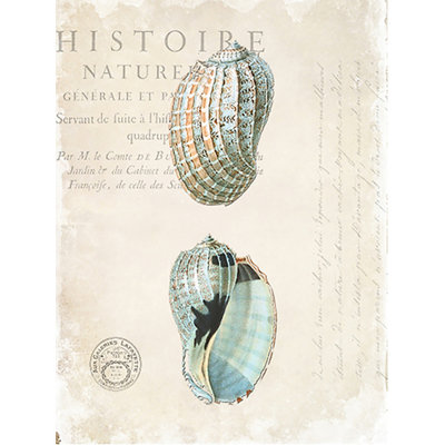 « antique shells » par sylvie powell, impression sur toile tendue