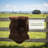 Fraga Sheepskin Indoor Rug-2015399451