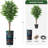 75 " H Faux Ficus Tree in Plastic Planter-97992057