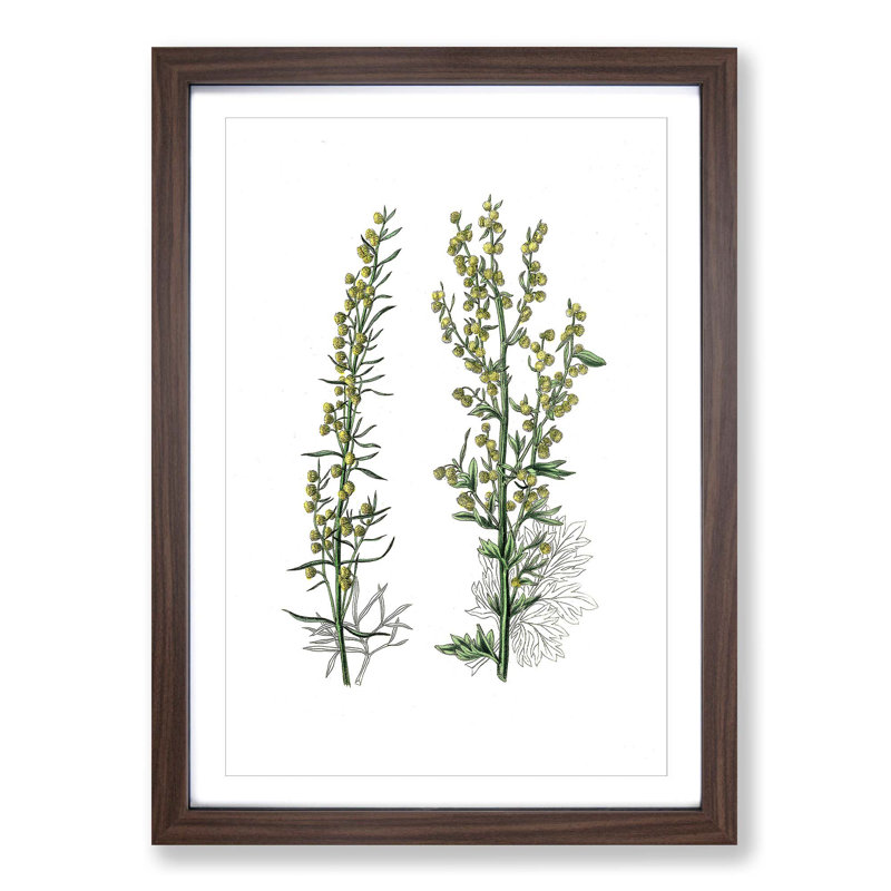 Mugwort Flowers Illustration - Picture Frame Painting Print, Walnut Framed, 48cm H x 36cm W x 2cm D