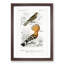 Bird Illustrations PL. 51 by Charles d Orbigny - Framed Print-55457212-55457213