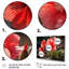 Corail géraniums - impression-907341939-907341947