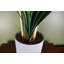 Anari 60cm Faux Tree in Pot