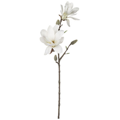 Tiges de magnolia