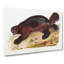 Wolverine by J.W. Audubon - Wrapped Canvas-55301113