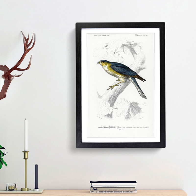 Eurasian Sparrowhawk by Charles D' Orbigny - Picture Frame Painting Print, Black Framed, 65cm H x 48cm W x 2cm D