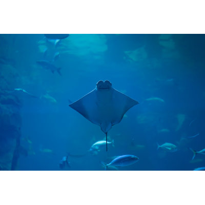 Closeup Of Stingray - Wrapped Canvas Print