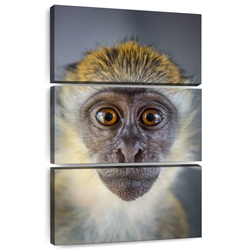 Singe Brampt Vervet, H 32 po x l 20 po