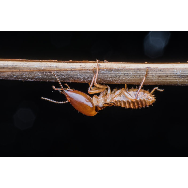 Soldier Termite - Wrapped Canvas Print, 30cm H x 46cm W x 3.8cm D