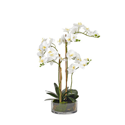 White Orchids in Low Glass Bowl