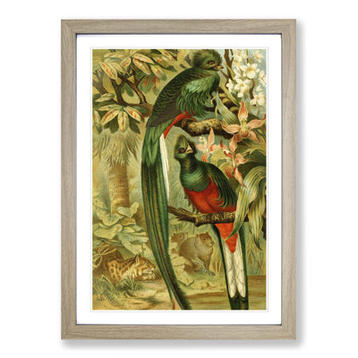 Brehms Tierleben - Single Picture Frame Painting