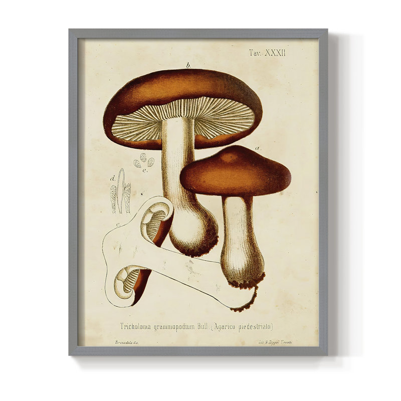 Champignon Variétés VI, reproduction encadrée - bois massif, H 10 po x l 8 po, Gris