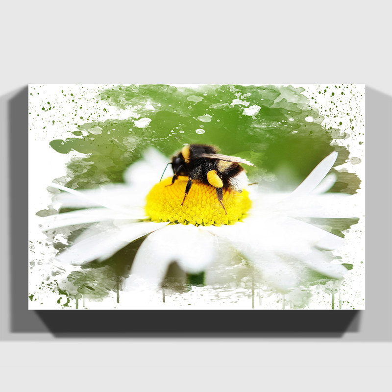 Bumble Bee White Daisy - Wall Art, 35cm H x 50cm W, Wrapped Canvas