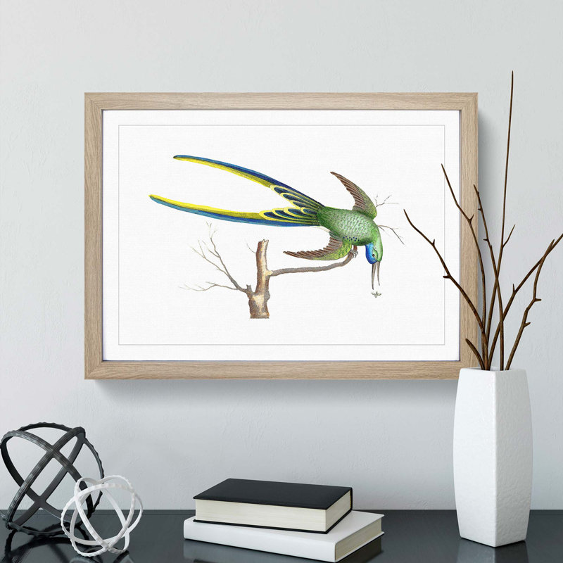 Fork-Tailed Hummingbird by George Shaw - Framed Print, Oak Framed, 36cm H x 48cm W x 2cm D