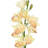 Orchid Arrangement-1249577019