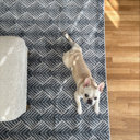 Everly Quinn Jera Geometric Indoor Rug & Reviews | Wayfair