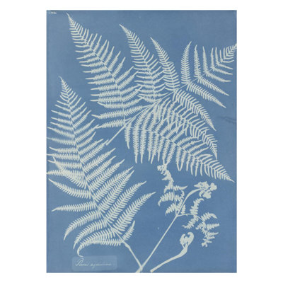 Pteris aquilina by Anna Atkins - Giclee Print