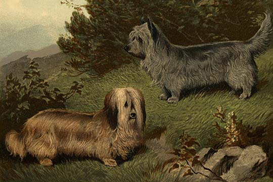 Skye Terriers by Vero Shaw - Print, 44" H x 66" W x 1.5" D