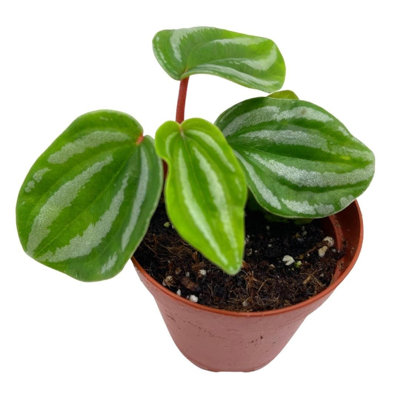 Peperomia Mini Watermelon 2 Inch Verschaffeltii Steves Leaves Rare Pep Uniqu