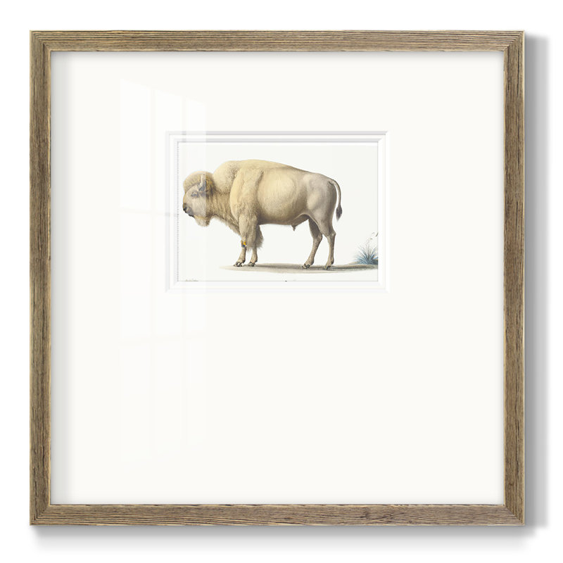 Nevitt White Buffalo, reproduction d'art encadrée sur papier, H 21 po x l 21 po x P 1,25 po, Encadrement brun