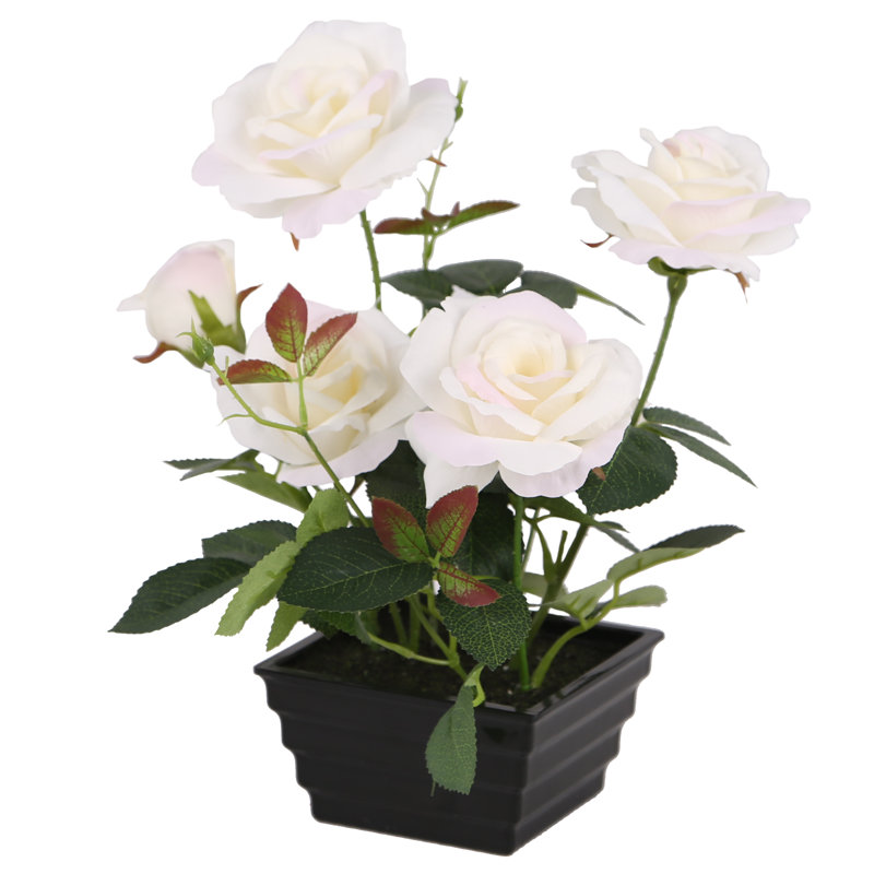 Fleurs blanches en pot 11 po