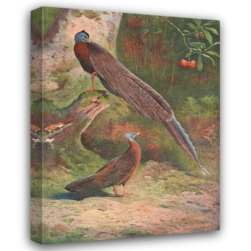 «Malay Argus Pheasant» par Archibald Thorburn, reproduction d'art sur toile tendue avec châssis, H 48 po x l 33 po