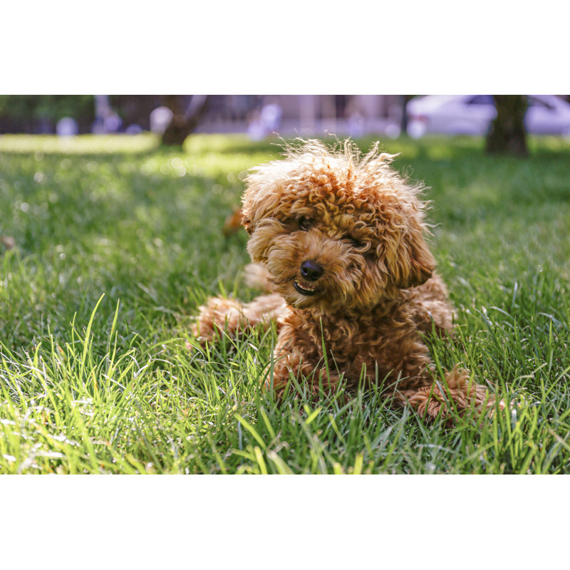 Happy Dog - Photographie sur toile tendue, H 8 po x l 12 po