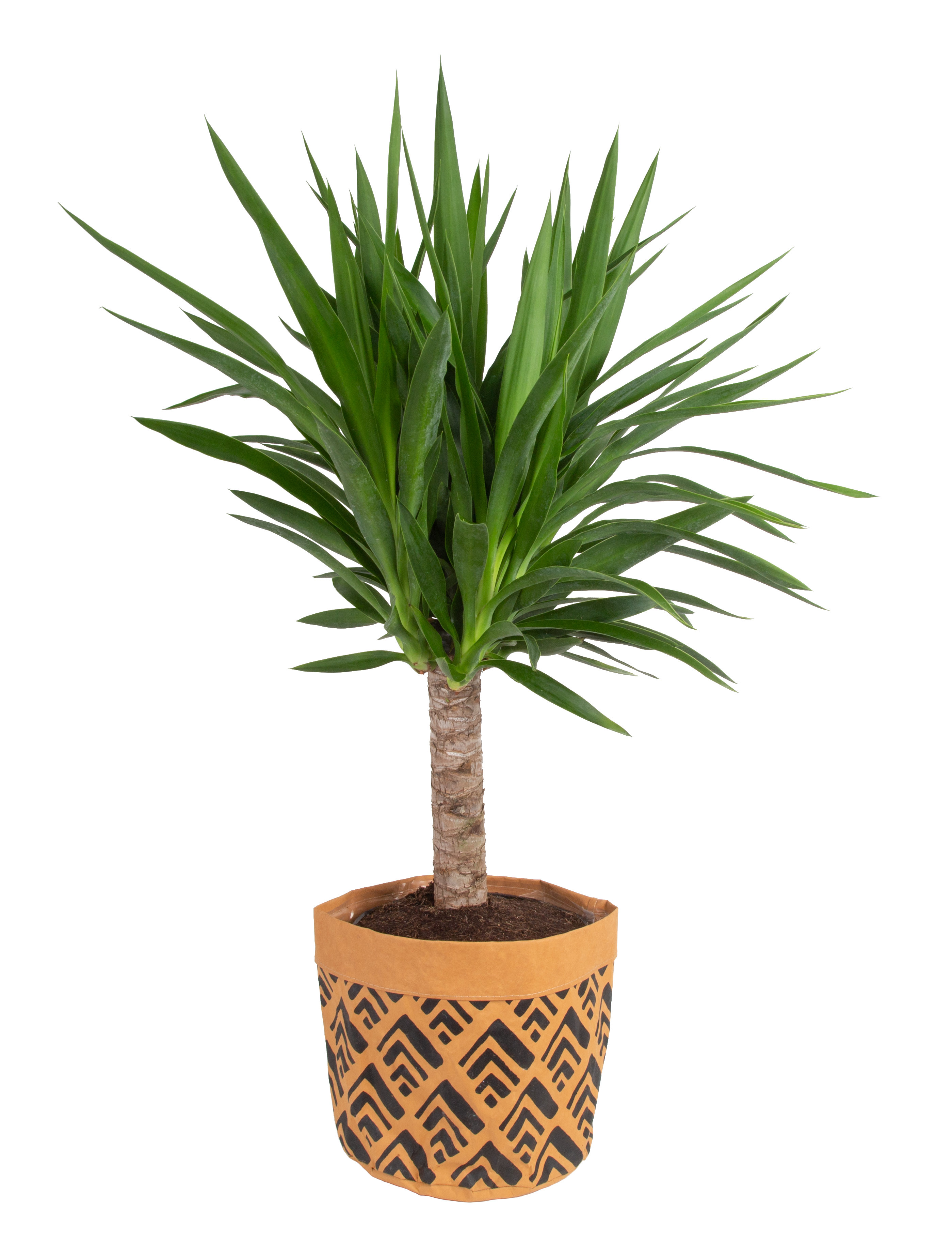 https://assets.wfcdn.com/im/67425442/compr-r85/2143/214332209/24-yucca-plant-in-washable-paper-planter.jpg