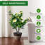 90cm Plant