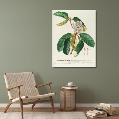"Rhododendrum" par Georg Dionysius Ehret - Art mural sur toile tendue avec châssis