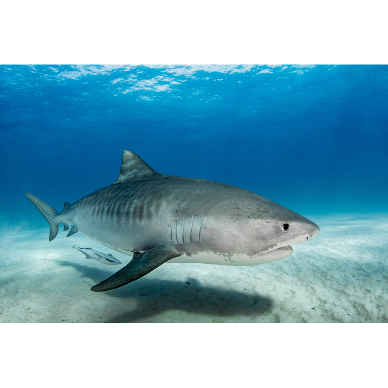 Tiger Shark by Howard Chen - Wrapped Canvas Print, 51cm H x 76cm W