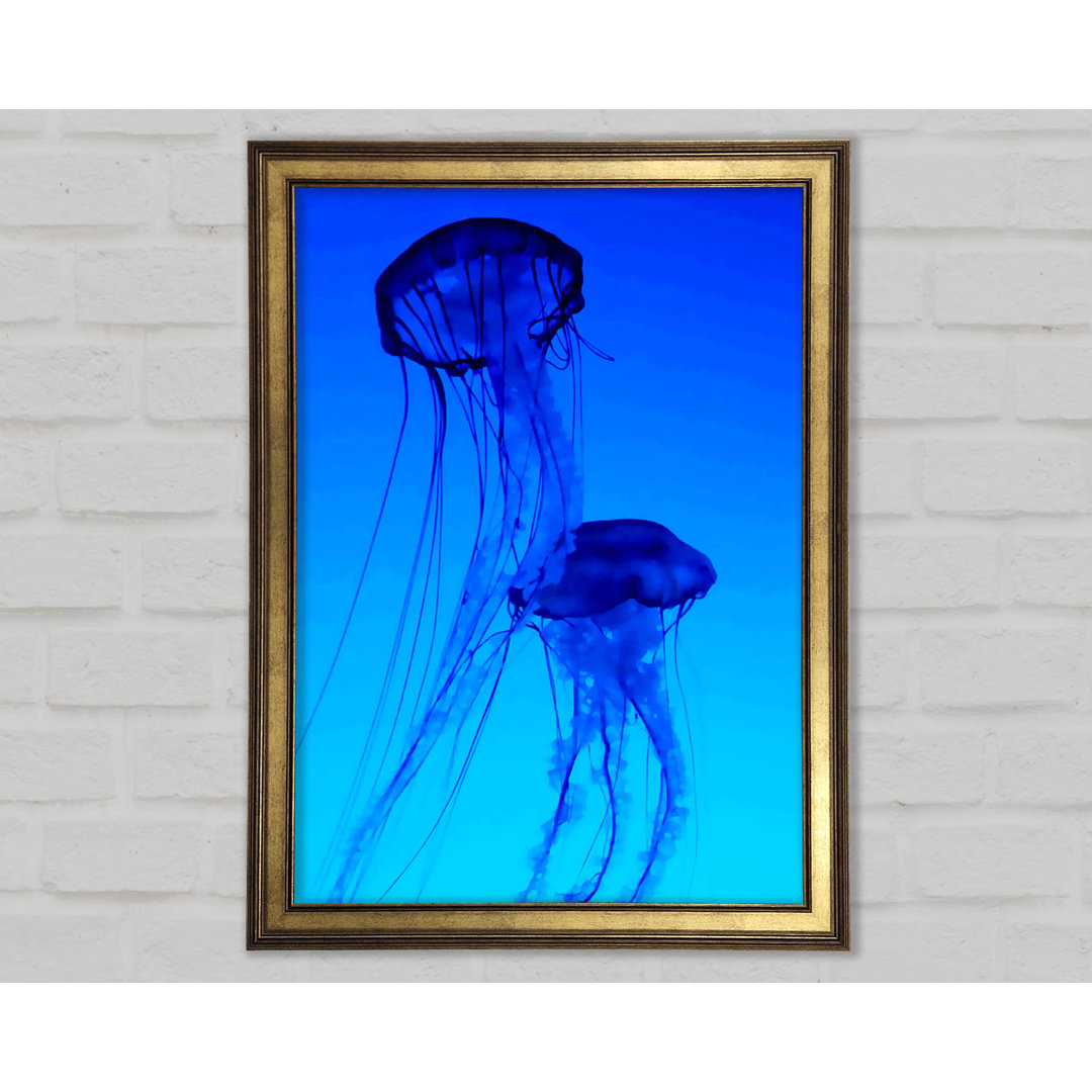 Gerahmtes Leinwandbild Jellyfish Duo