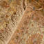 Silk Oriental Area Rug in Brown