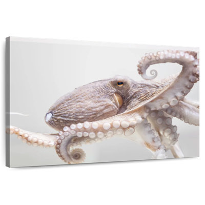 Aquarium Octopus
