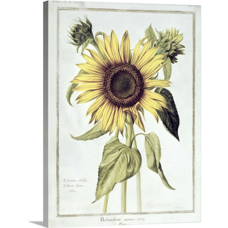 Helianthus Annuus (tournesol), art mural sur toile, Toile tendue, H 12 po x l 16 po x P 1,25 po