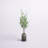 72'' Birch Tree in Terracotta Pot
