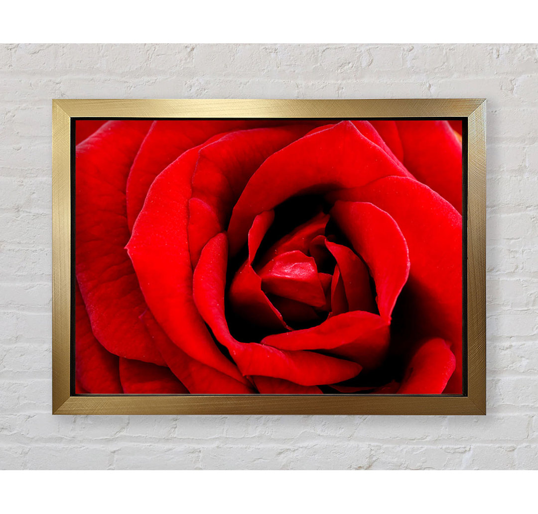 Gerahmtes Leinwandbild Red Rose Velvet Petals