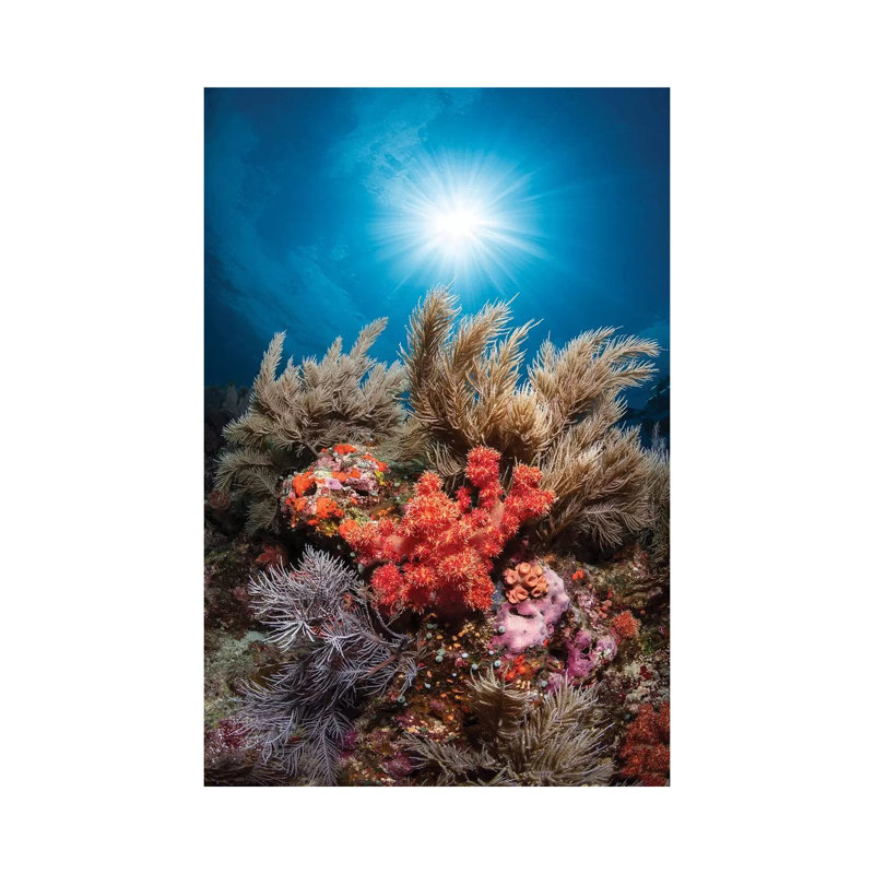 Underwater Life by Barathieu Gabriel - Print on Canvas, 101.6cm H x 66.04cm W x 3.81cm D, Wrapped Canvas