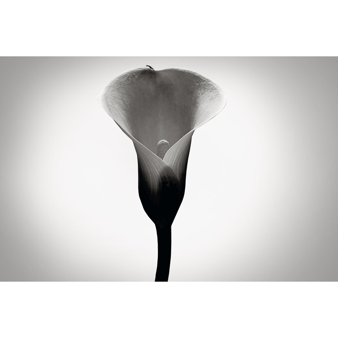 Leinwandbild Calla Lily Studies I