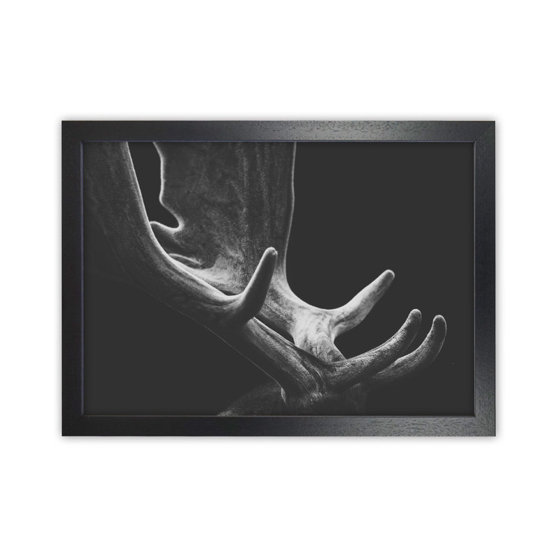 Antlers by Victoria Frost - Print, Black Framed, 46cm H x 63cm W x 3cm D