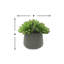 Rockridge Faux Succulent Plant in Fiberstone Pot-1488861543