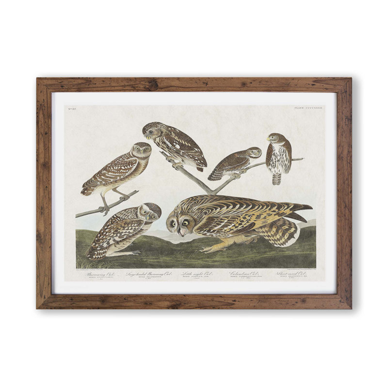 Selection of Owls by John James Audubon - Framed Print, Walnut, 33cm H x 45cm W x 2cm D