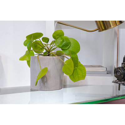 Ceramic Indoor Planter