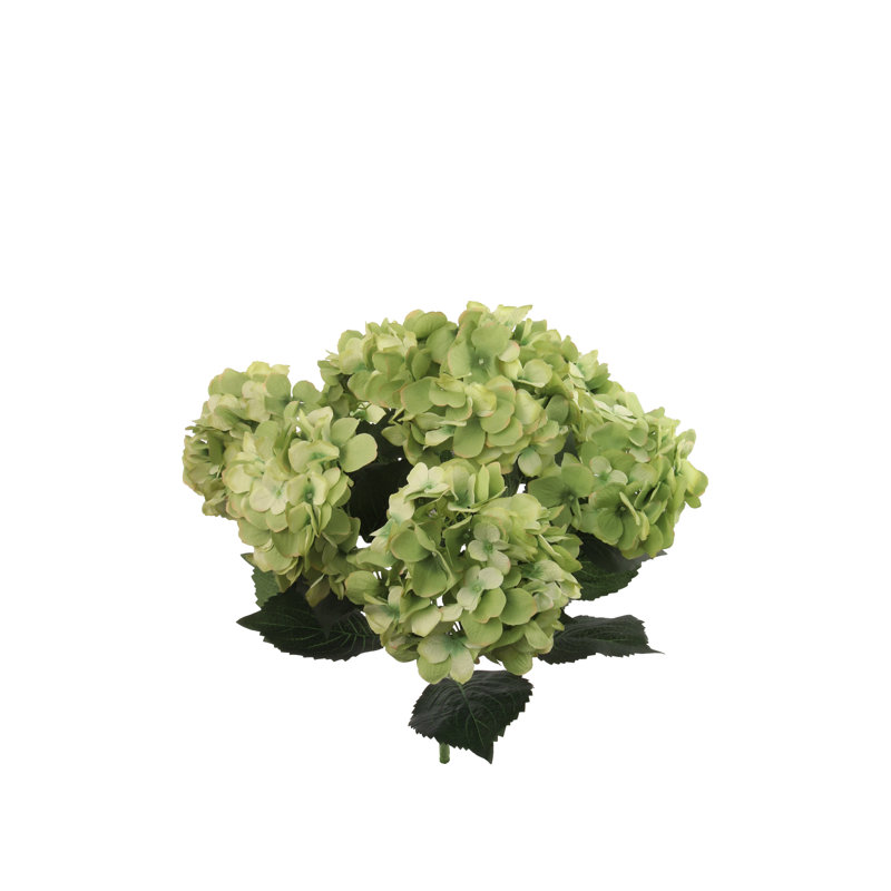 Hortensia, Vert