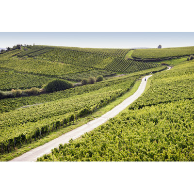 Rheingau Riesling Vineyards 1 Piece Wrapped Canvas Wall Art