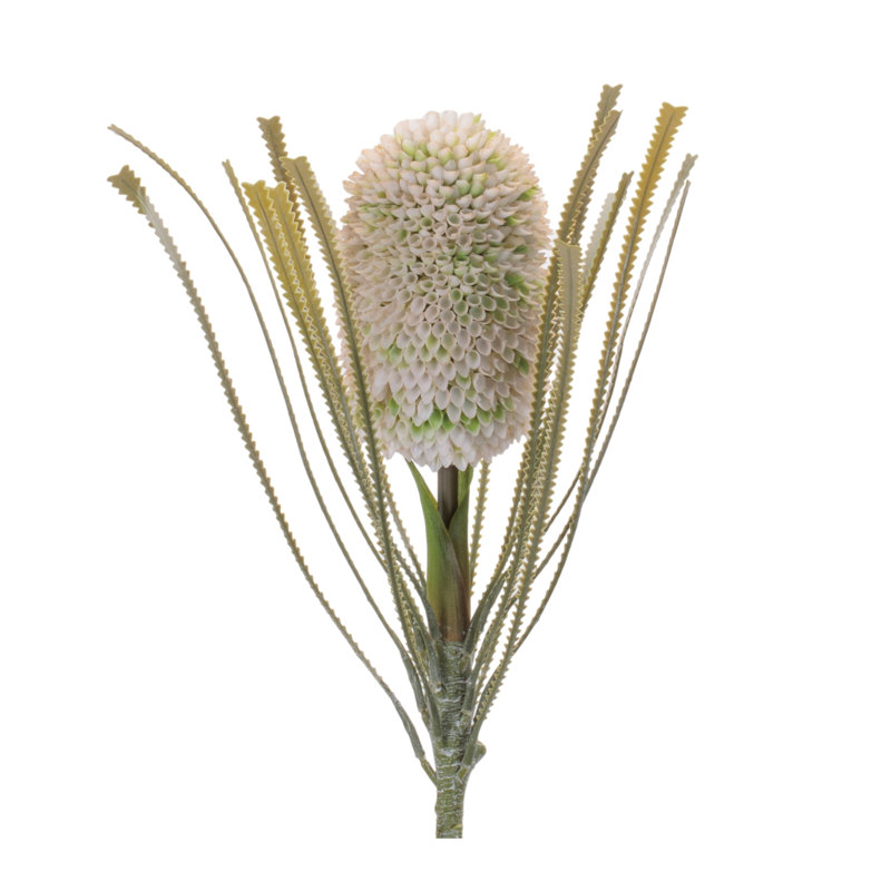 Tige florale Protea, Vert