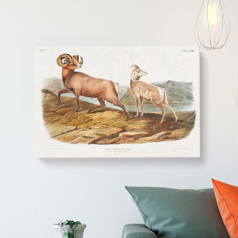 Rocky Mountain Sheep by J.W. Audubon - Wrapped Canvas Print, 35cm H x 50cm W x 3cm D