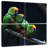 Brampt Golden Capped Parakeets-109032978