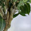 Faux Tree in Metal Planter-101685146-101685150
